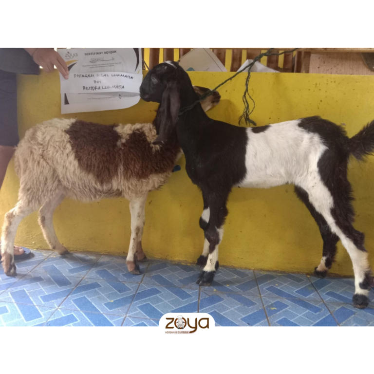 kambing 4